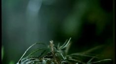 poster-10011-xbox-360-mosquito-236x132