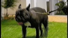 poster-10035-renault-laguna-dci-chien-236x132