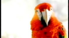 poster-10038-nestle-mousse-viennois-coco-et-maurice-236x132