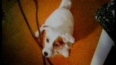 poster-10040-tooheys-new-jack-236x132