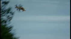 poster-10082-association-des-societes-francaises-dautoroute-asfa-service-des-autoroutes-de-france-animaux-236x132