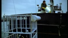 poster-10100-holiday-inn-express-shark-236x132