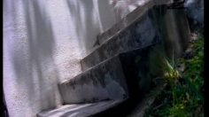 poster-10140-ikea-dog-236x132