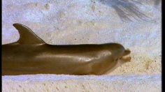 poster-10236-findus-les-panes-d-or-le-dauphin-236x132