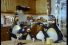 poster-10241-electric-cook-penguins-68x45