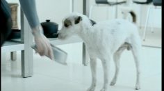 poster-10349-paul-versan-blonde-et-chien-236x132