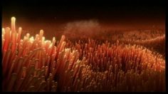 poster-10406-wanadoo-the-chase-236x132