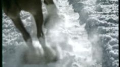 poster-10508-budweiser-zebra-at-photo-boot-236x132