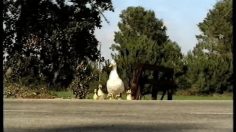 poster-10528-mcdonald-s-ducks-236x132