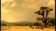 poster-10589-united-healthcare-assurance-maladie-lions-236x132