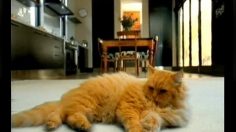 poster-10630-lg-electronics-cat-236x132