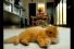 poster-10630-lg-electronics-cat-68x45