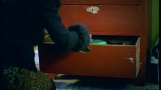 poster-10797-jernia-hardware-stores-le-bonnet-dans-le-tiroir-236x132