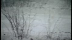 poster-10838-halls-lite-polar-bear-236x132