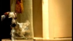 poster-10853-suntrust-dog-236x132