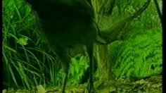 poster-10933-wwf-l-oiseau-lyre-236x132