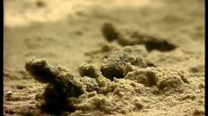 poster-1101-audi-les-tortues-236x132