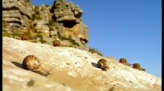 poster-1103-audi-les-escargots-236x132