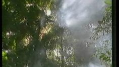 poster-11032-protection-environnement-deforestation-the-birds-236x132