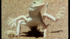 poster-11110-harp-lager-lezard-236x132