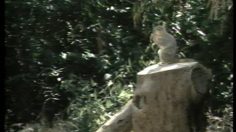 poster-11133-geico-ecureuils-236x132