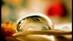 poster-11261-centraal-beheer-l-abeille-wasp-236x132