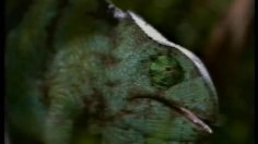 poster-11267-budweiser-vengeance-culinaire-236x132