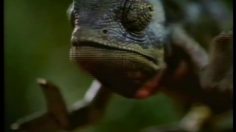 poster-11269-budweiser-scenario-de-vengeance-236x132