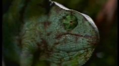 poster-11272-budweiser-predateur-236x132