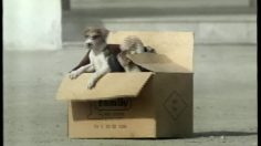 poster-1129-trane-climatiseur-puppies-236x132