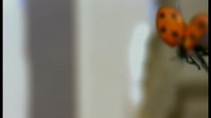 poster-11291-peugeot-207-coccinelles-236x132