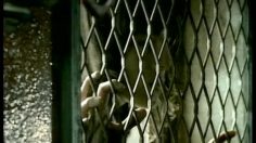 poster-11305-levi-s-low-rise-jeans-stealing-the-stolen-236x132