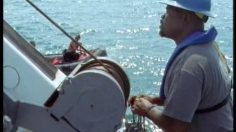 poster-11317-john-west-shark-236x132