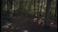 poster-11347-protection-femmes-violence-conjugale-la-foret-236x132