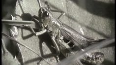 poster-11350-droits-et-libertes-anti-piratage-les-criquets-236x132