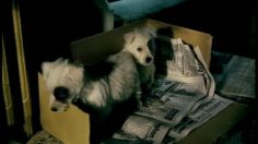 poster-1146-butcher-s-puppies-236x132