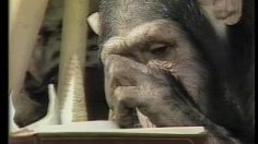 poster-11488-skolso-tarzan-cheetah-236x132