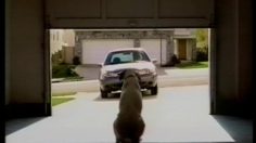 poster-11540-pets-com-don-t-go-236x132