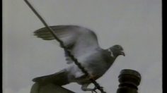 poster-11588-vauxhall-pigeon-236x132