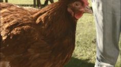 poster-11696-collective-du-lait-chicken-236x132