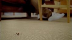 poster-11744-mentos-spider-236x132