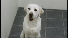 poster-11758-thinkbox-dogs-home-236x132