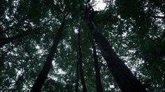 poster-11787-13th-street-sunday-roast-236x132