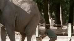 poster-11808-mtv-elephant-shit-236x132