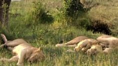 poster-11814-samsung-nv24hd-lions-236x132