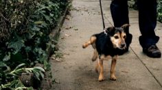 poster-11849-webvet-com-shrub-236x132