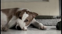 poster-11858-mistine-foot-deodorant-powder-spray-chien-a-l-odorat-sensible-236x132