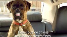 poster-11905-toyota-corolla-buddy-236x132