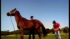 poster-11909-fox-sports-horse-236x132