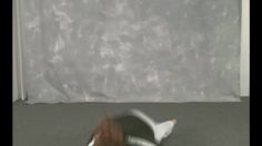 poster-11916-comhem-fanny-236x132